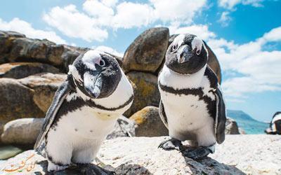 اگر می خواهید پنگوئن آفریقایی را از نزدیک ببینید به این ساحل بروید!