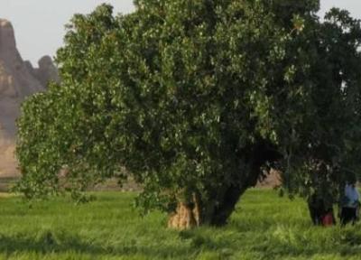با کهنسال ترین درخت پسته ایران آشنا شوید