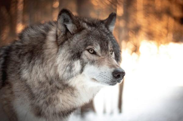 نتیجه یک مطالعه علمی: گرگ ها می توانند صدای انسان ها را تشخیص دهند