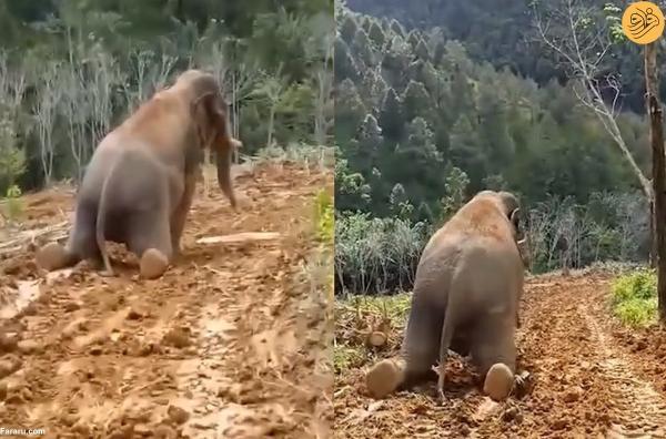 لیز خوردن فیل بازیگوش پس از بارندگی روی تپه گل آلود
