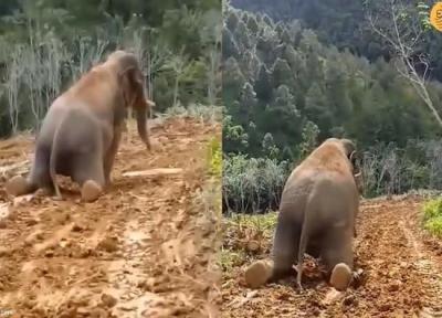 لیز خوردن فیل بازیگوش پس از بارندگی روی تپه گل آلود